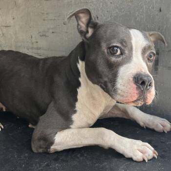 Adeline -  Pit Bull Terrier Dog for Adoption in Edinburg, Texas - Adeline | PetCurious
