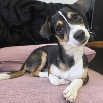 Wylie -  Dachshund and Jack Russell Terrier Dog for Adoption in Springfield, Missouri - Wylie | PetCurious