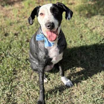 Sky Blue--In Foster -  Australian Shepherd and Poodle Dog for Adoption in Fargo, North Dakota - Sky Blue--In Foster | PetCurious