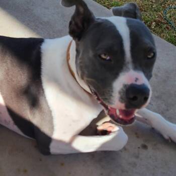 American Staffordshire Terrier Dogs Available for Adoption - Rocky XXIV (New Digs) | PetCurious