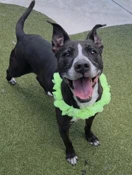 TESLA -  American Staffordshire Terrier Dog for Adoption in Fort Lauderdale, Florida - TESLA | PetCurious