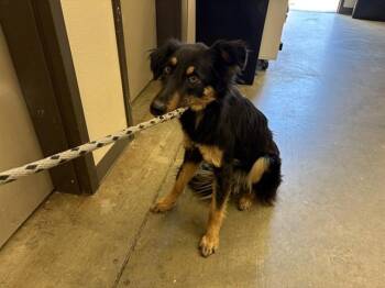 German Shepherd Dog and Mixed Breed Dogs Available for Adoption in Ontario, California - HARMONY | PetCurious