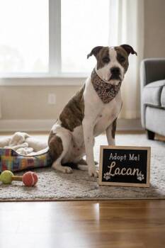 Lacan -  Pit Bull Terrier and Mixed Breed Dog for Adoption in Seagoville, Texas - Lacan | PetCurious