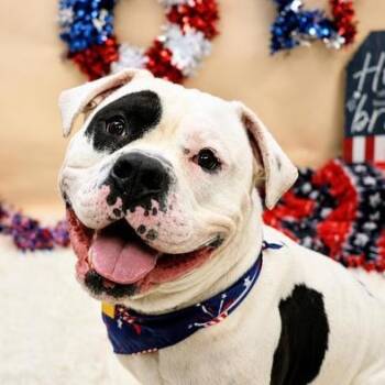 Biggie Cheese A0059770458 -  Mixed Breed Dog for Adoption in Hamilton, Ohio - Biggie Cheese A0059770458 | PetCurious