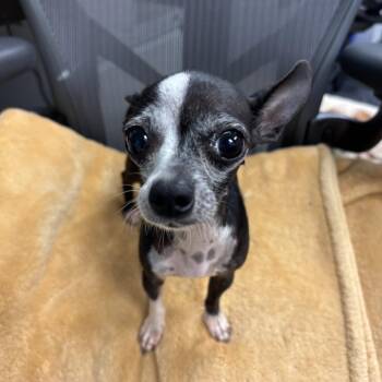 Nancy -  Chihuahua Dog for Adoption in Los Angeles, California - Nancy | PetCurious
