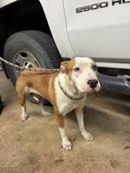 Mixed Breed Dogs Available for Adoption - Pluto | PetCurious