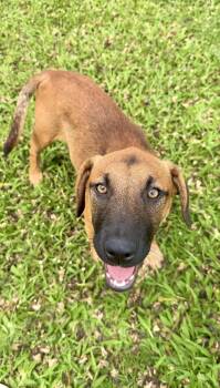 Rhodesian Ridgeback and Labrador Retriever Dogs Available for Adoption - Peaches - Hazel Eyes, Puppy *LOW ADOPTION FEE* | PetCurious
