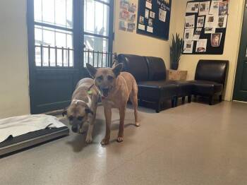 German Shepherd Dog and Mixed Breed Dogs Available for Adoption - LAYLA | PetCurious