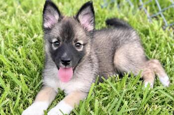 Lizzie -  Pomeranian and Australian Shepherd Dog for Adoption in Lucas, Texas - Lizzie | PetCurious