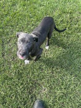 Cookie Dough -  Pit Bull Terrier Dog for Adoption in Rocky Mount, North Carolina - Cookie Dough | PetCurious