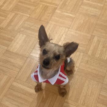 Shorty -  Yorkshire Terrier Dog for Adoption - Shorty | PetCurious