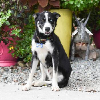 Devo -  Husky and Australian Shepherd Dog for Adoption in Wake Forest, North Carolina - Devo | PetCurious