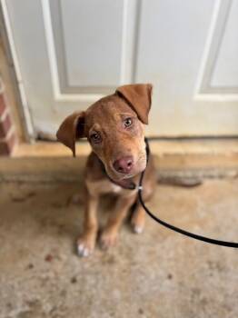 Rescue Labrador Retriever and Mixed Breed Dogs for Adoption in Aiken, South Carolina - Gizmo | PetCurious