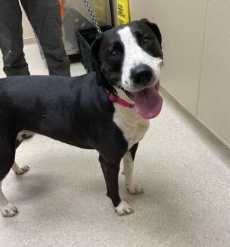 Rescue Labrador Retriever Dogs for Adoption in Clyde, North Carolina - SUSIE | PetCurious
