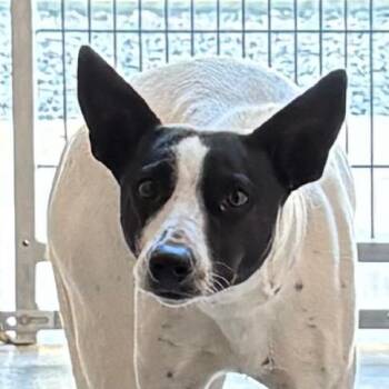 Mixed Breed Dogs Available for Adoption - Catalina | PetCurious