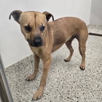 Terrier Dogs Available for Adoption - Nellie Bean D11135 | PetCurious