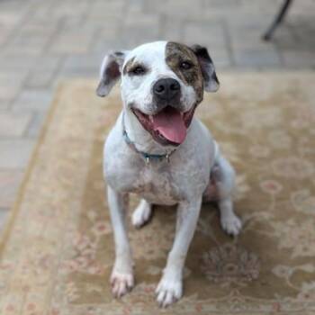 Flossy -  Pit Bull Terrier and Mixed Breed Dog for Adoption in Richmond, Virginia - Flossy | PetCurious