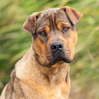 GRIZZLY -  Shar Pei and Mixed Breed Dog for Adoption in Camarillo, California - GRIZZLY | PetCurious