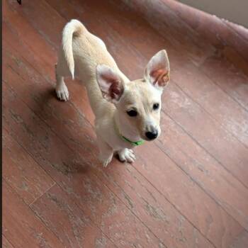 Kuzco -  Chihuahua and Dachshund Dog for Adoption in Raeford, North Carolina - Kuzco | PetCurious