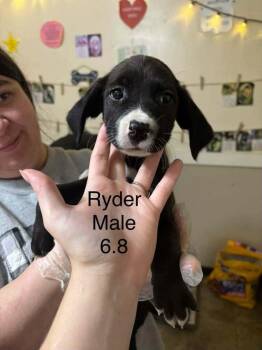 Johnson Rs : Ryder -  Boxer and Australian Shepherd Dog for Adoption in Aurora, Indiana - Johnson Rs : Ryder | PetCurious