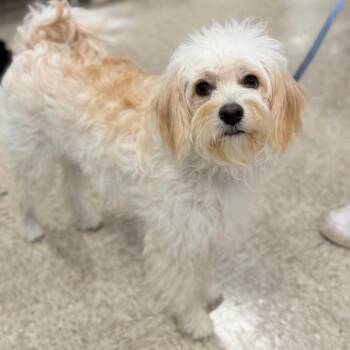 Tinka -  Maltese Dog for Adoption in Phoenix, Arizona - Tinka | PetCurious