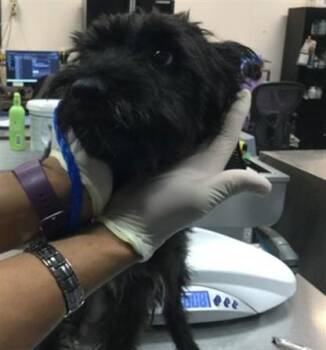 TED -  Terrier Dog for Adoption in Thousand Palms, California - TED | PetCurious