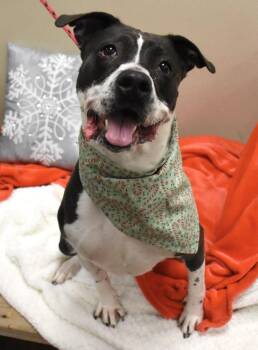 Juniper (Chessie) -  Pit Bull Terrier Dog for Adoption in Christiansburg, Virginia - Juniper (Chessie) | PetCurious