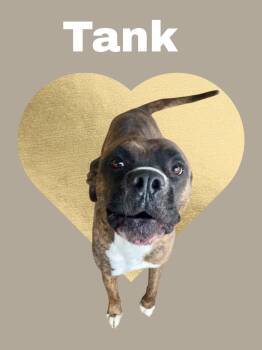 Boxer Dogs Available for Adoption - Tank | PetCurious