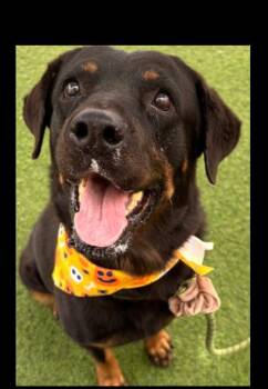 Ada -  Rottweiler Dog for Adoption in Gilbert, Arizona - Ada | PetCurious