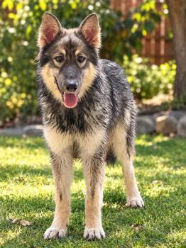 Richard -  German Shepherd Dog and Husky Dog for Adoption in Lucas, Texas - Richard | PetCurious