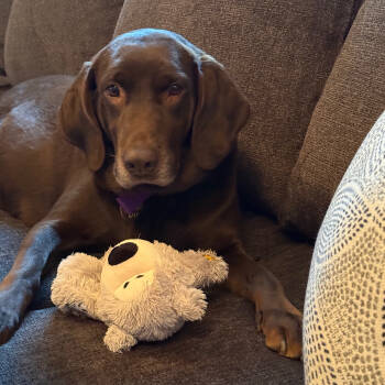Rescue Labrador Retriever Dogs for Adoption in Louisville, Kentucky - Cocoa AKA Chloe | PetCurious