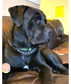 Charley (95 lbs) -  Bullmastiff Dog for Adoption in Mississauga, Ontario - Charley (95 Lbs) | PetCurious