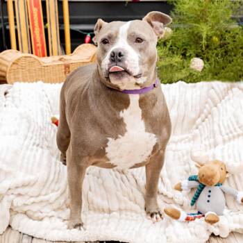 Rescue American Staffordshire Terrier Dogs for Adoption in Fort Worth, Texas - Thickums | PetCurious