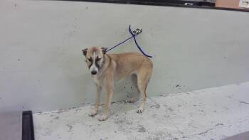WYNONA -  Belgian Shepherd Malinois and Mixed Breed Dog for Adoption in Houston, Texas - WYNONA | PetCurious