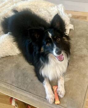 Salt -  Australian Shepherd Dog for Adoption in Tulsa, Oklahoma - Salt | PetCurious
