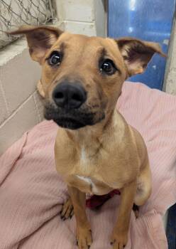 Rescue Mixed Breed Dogs for Adoption in Hyde Park, New York - Shadow | PetCurious