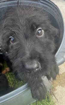 Shih Tzu Dogs Available for Adoption in San Antonio, Texas - RON | PetCurious