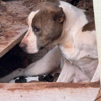 Pit Bull Terrier and Mixed Breed Dogs Available for Adoption - Remy | PetCurious