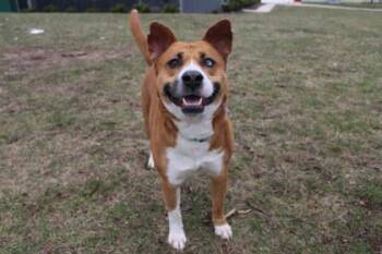 Emberly -  Mixed Breed Dog for Adoption in Kansas City, Missouri - Emberly | PetCurious