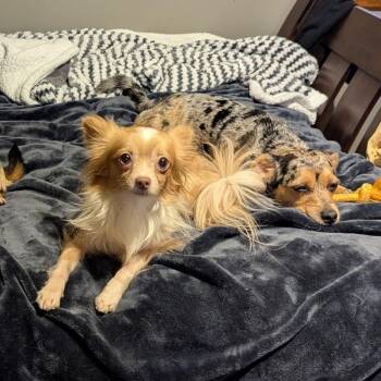 Emilio -  Chihuahua Dog for Adoption in Blue Springs, Missouri - Emilio | PetCurious