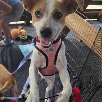 Hazel Honey -  Chihuahua and Dachshund Dog for Adoption in Dallas, Texas - Hazel Honey | PetCurious