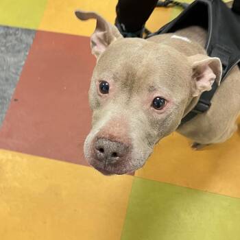 Rumble -  Pit Bull Terrier Dog for Adoption in Philadelphia, Pennsylvania - Rumble | PetCurious