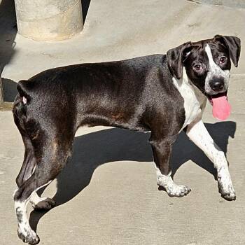 Colby -  Boston Terrier and Boxer Dog for Adoption in Chicago, Illinois - Colby | PetCurious