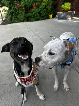 Eevee -  Boxer Dog for Adoption in Germantown, Ohio - Eevee | PetCurious