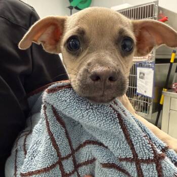 Berry -  Chihuahua and Mixed Breed Dog for Adoption in Abilene, Texas - Berry | PetCurious