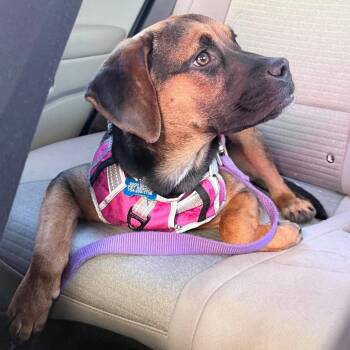 Nyx -  American Bulldog and Pit Bull Terrier Dog Available for Adoption in Fort Lauderdale, Florida - Nyx | PetCurious