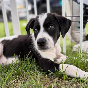 Milli -  Mixed Breed Dog for Adoption in Sun Prairie, Wisconsin - Milli | PetCurious