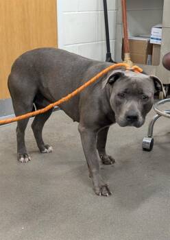 Rescue Terrier and Pit Bull Terrier Dogs for Adoption - FIONA | PetCurious