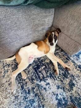 Leopold -  Shepherd Dog for Adoption in Colorado Springs, Colorado - Leopold | PetCurious