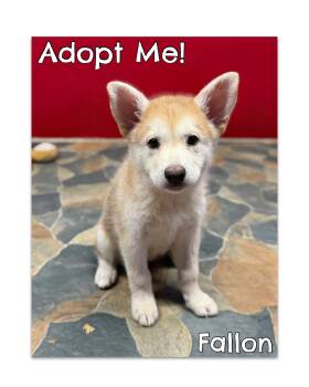 Falon -  Husky Dog for Adoption in Glendale, Arizona - Falon | PetCurious